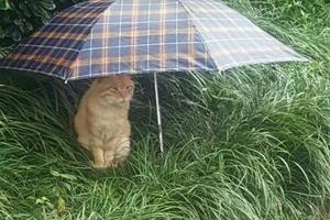 一同學雨天裡看到一流浪貓，於是給它留了把傘，然後就有了這畫面 !
