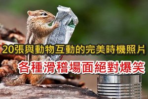 20張與動物互動的完美時機照片 各種滑稽場面絕對爆笑 !