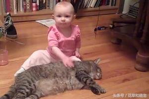 胖貓咪被小寶寶當抱枕，貓咪的反應這麼暖，簡直不科學啊 !