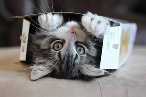 誰說貓咪最愛紙箱？本喵偏喜歡洗衣籃！