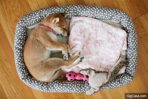 16隻光睡覺就可以萌翻你的超愛睡柴犬！圖12 這真的很催眠！