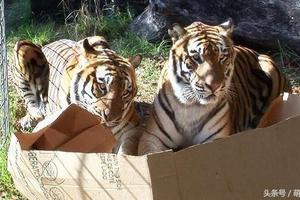 貓奴都知道貓咪愛紙箱，但其實大型的貓科動物對紙箱也愛不釋手!!!