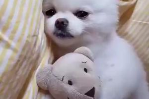 小博美狗狗每次睡覺都要抱著玩具，像小孩子一樣，太可愛了 !