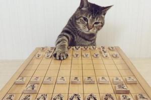 貓主子下棋姿勢100分，網友：貓咪被棋靈王附身了 !