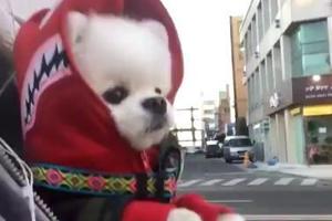 小博美狗狗被主人背著逛街，像個嬰兒一樣，太可愛了~
