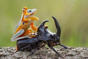 樹蛙偶遇黑甲蟲，喜得一個坐騎，黑甲蟲卻十分無奈XDDD