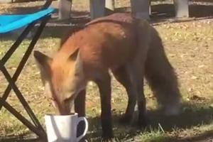 狐狸偷偷喝了主人的咖啡，怕被發現，它竟然往杯子裡撒尿...囧