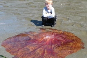 他看到地上有一個紅色的圓形物體，這種水母的毒性超級強！