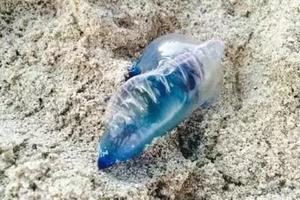 注意！在海邊見到這個「塑料袋」趕緊跑！