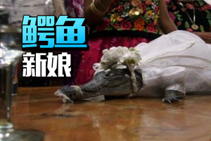墨西哥一市長與鱷魚舉辦婚禮 這是傳統