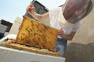 屋頂養蜂 世界各地城市掀起甜蜜「蜂」潮