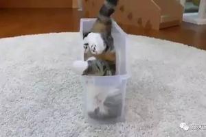 看來貓咪是背著主人偷偷修煉了軟骨功