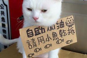 日本人收養兩隻白貓，沒想到超市的生意異常火爆!!!