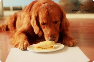 甜食對狗狗的三大危害，你知道幾個？