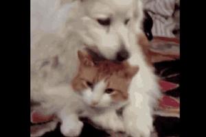 薩摩耶強行抱住貓咪給它舔毛，貓咪則一臉的不情願：快舔禿了啊！