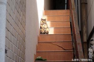女子午餐過後發現樓梯有一貓咪，走近一看直呼太聰明可愛！
