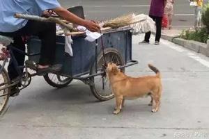 為報救命之恩，大黃狗幫環衛工撿垃圾，三年來風雨無阻