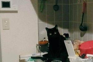 網友下班回家忘記給貓咪做飯，喵星人的態度很強硬！