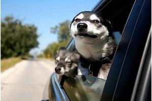 狗狗坐車為什麼喜歡將頭伸出窗外？