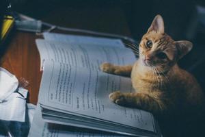 一隻喜歡看書的貓咪，沒看幾眼就睏了，網友：跟我一個樣！