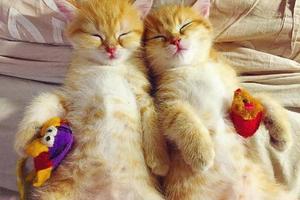 這兩隻小橘貓只有在睡覺的時候才會安靜下來，只要醒著就鬧騰，讓貓媽媽操碎了心！   