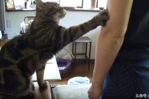 16歲老貓伸手向主人討拍拍的模樣，讓網友們直呼：誰拒絕得了啊