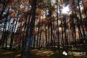 紅葉推薦 | 四川進入紅葉最佳觀賞期