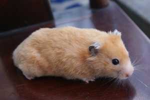 小巧可愛~全球最美的10種倉鼠 !