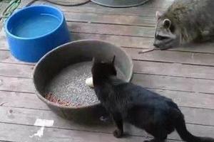 小貓正在吃飯迎來不速之客搶食，真是太霸道了!