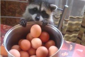 小浣熊想偷顆蛋來吃，熟練伸出雙手後讓人看了都覺得人生好難