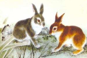 生肖兔幾月出生好！屬兔不同月份出生命運會怎樣？