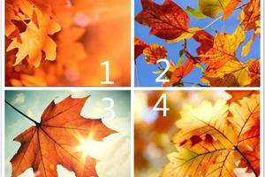 心理測試：選一樹葉！測你暗戀的人最想對你說哪三個字？