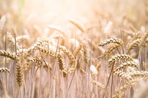 哈佛研究：常吃全麥能長壽！穀物的「抗衰營養」原來藏在這裡