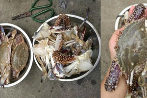 咸 蛋 黃 焗 蟹 ! 無敵好吃的螃蟹做法，連殼都想舔乾淨，巨香無比！