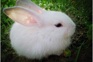 心理測試：3隻小白兔，哪只最可愛？測你是善良還是好欺負