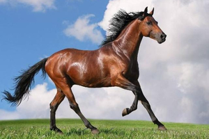 心理測試：4匹馬，哪匹最健壯？測你什麼時候才能飛黃騰達！