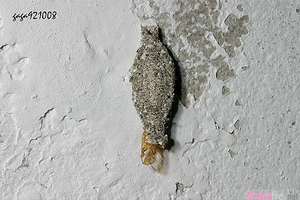 你是否在家裡看過這個「像灰塵的蟲」呢？牠其實是非常噁心的害蟲！如果在你家牆角看見牠，就代表家裡已經出現「這個」問題了．．．