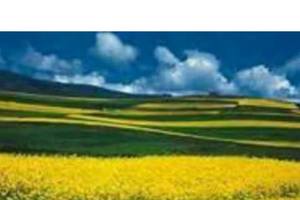 1/29星期五今彩539>>>祝大家都發財