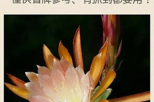 2/11六合彩參考>>>>祝大家猴年行大運