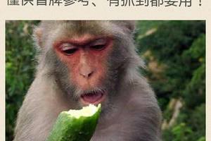 2/13六合彩參考看看