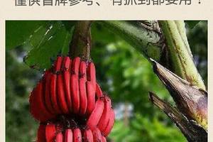 3/8六合彩低機參考看看