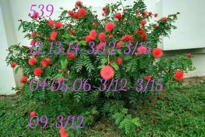 3/12今彩539參考看