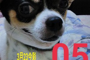 3/23今彩539參考看>>>娃娃報牌