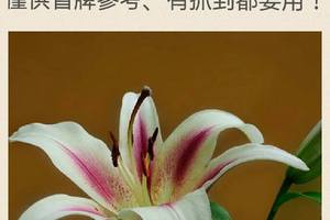 3/24六合彩低G參考看