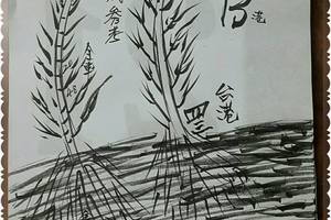 3/24六合彩參考看~祝中獎