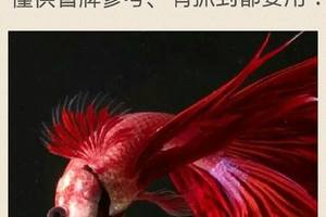 3/26六合彩低G參考看>>>>祝中獎