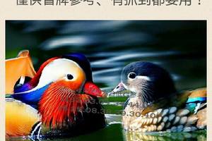 4/7六合彩低G參考~祝大家中獎