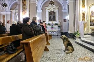 一隻流浪狗天天去教堂做禱告，模樣認真！背後的故事讓人淚崩！
