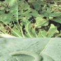 科學防治蔬菜蟲害的方法，太好用了