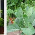 這幾種蔬菜養在陽台就能豐收，喜歡吃的你，家裡養了嗎？